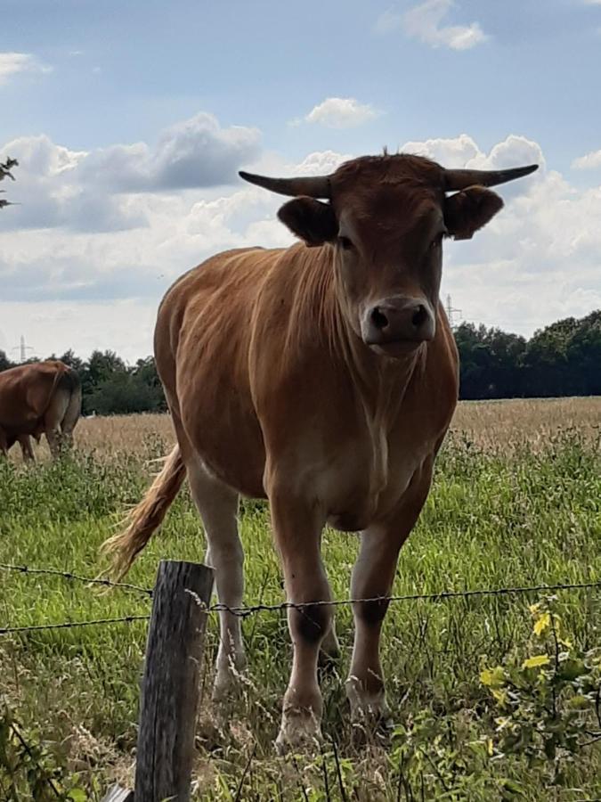 Landelijk gelegen Huisje op erf Veeningen Buitenkant foto