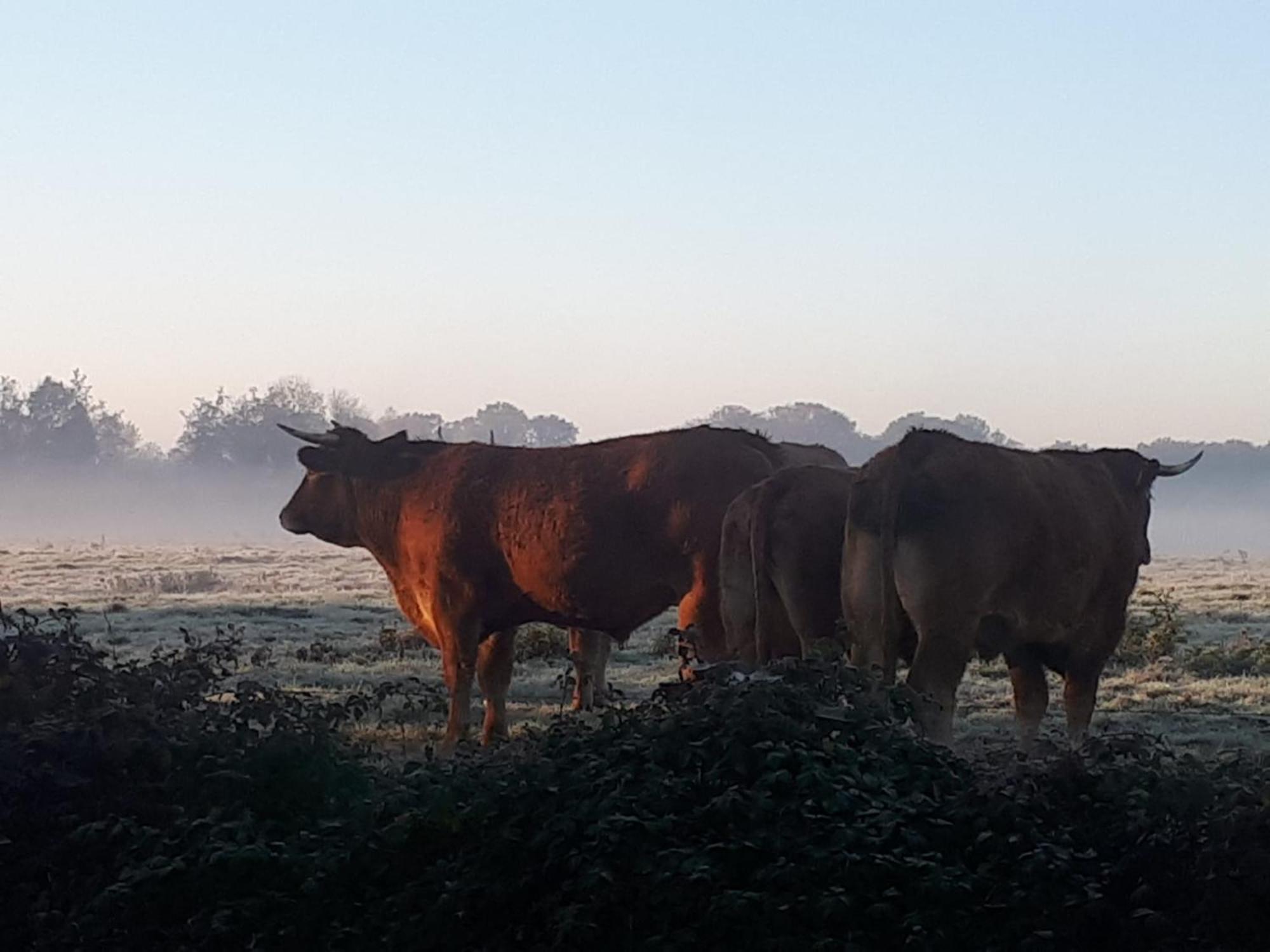 Landelijk gelegen Huisje op erf Veeningen Buitenkant foto